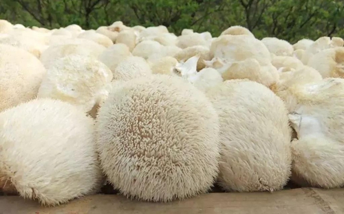 冬至都说是进补大好时节！请告诉我该怎么补(图6)