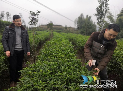 振兴乡村经济,大坪乡积极开展茶叶培训活动(图2) 振兴乡村经济,大坪乡积极开展茶叶培训活动(图2)