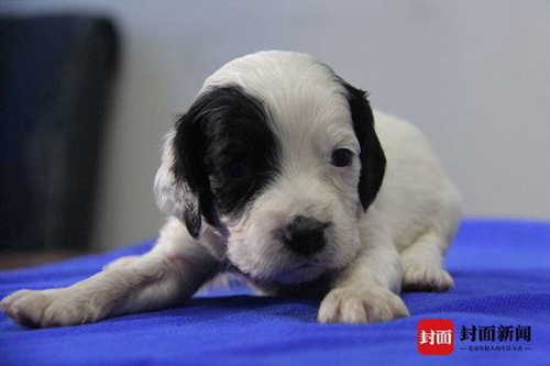 叙永滑坡救援疑似接触剧毒&nbsp;搜救犬猪小贱牺牲(图4)