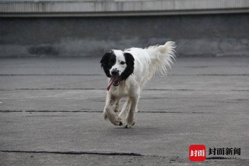 叙永滑坡救援疑似接触剧毒&nbsp;搜救犬猪小贱牺牲(图5)