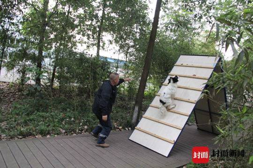 叙永滑坡救援疑似接触剧毒&nbsp;搜救犬猪小贱牺牲(图6)