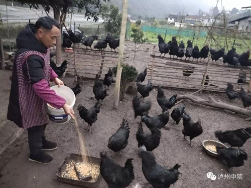 老金：乐郎的“红娘”“说媒”送“嫁妆”！(图3)