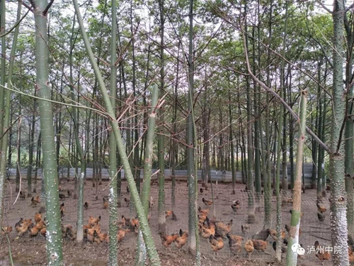 老金：乐郎的“红娘”“说媒”送“嫁妆”！(图14)