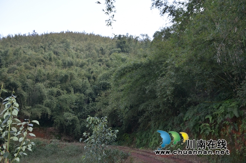 纳溪发现深藏大山的疑似护国军战壕遗址(图2)