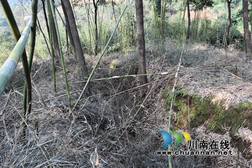 纳溪发现深藏大山的疑似护国军战壕遗址(图4)