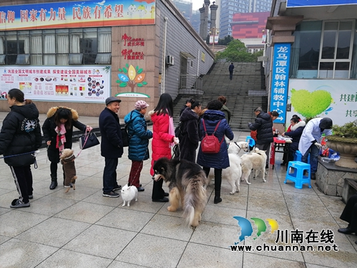 龙马潭区红星街道近千只宠物猫狗享受免费狂犬疫苗(图1)