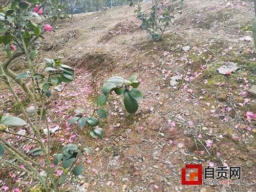 梅花折腰海棠毁容&nbsp;自贡西山花海“伤情严重”(图1)