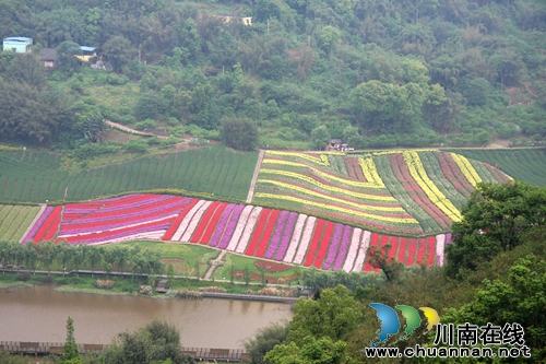 5个分会130家理事单位&nbsp;泸州市旅游协会壮大了(图12)