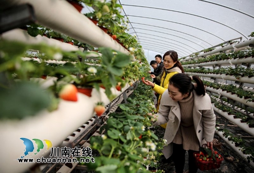 泸州：返乡民工创业忙&nbsp;生态观光助力致富增收(图1)