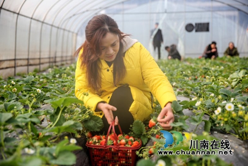 泸州：返乡民工创业忙&nbsp;生态观光助力致富增收(图3)