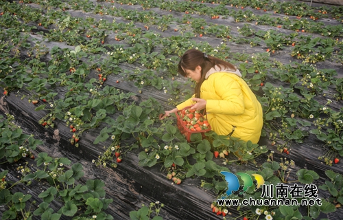 泸州：返乡民工创业忙&nbsp;生态观光助力致富增收(图4)