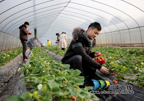 泸州：返乡民工创业忙&nbsp;生态观光助力致富增收(图5)