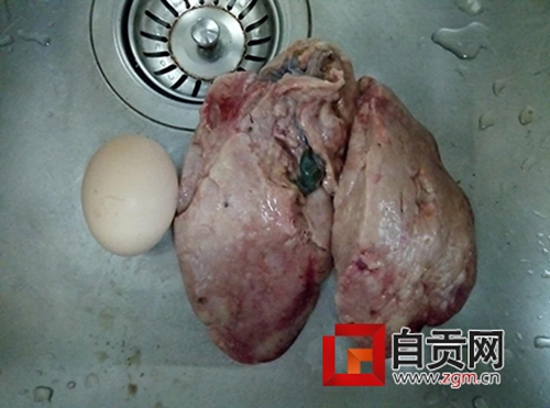 巨型鸡肝重400克&nbsp;自贡现公鸡中的“战斗鸡”(图1)