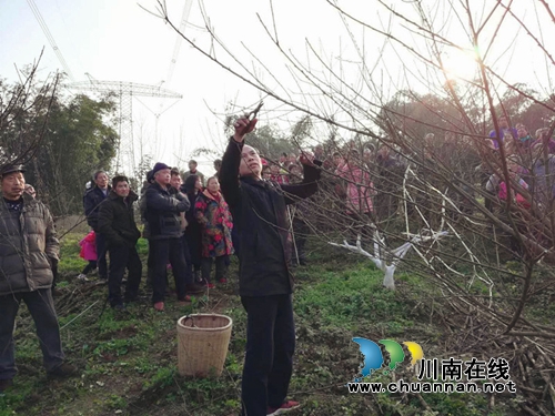 纳溪棉花坡镇：冬管技术培训，助农产业发展(图1)