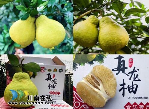 合江县真龙柚产业协会挂牌成立(图1)