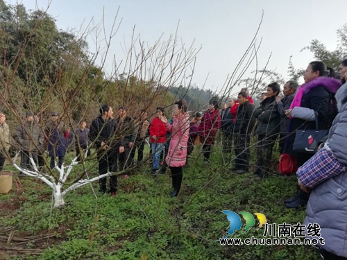 棉花坡镇人大：请专家讲技术，助力产业发展(图1)