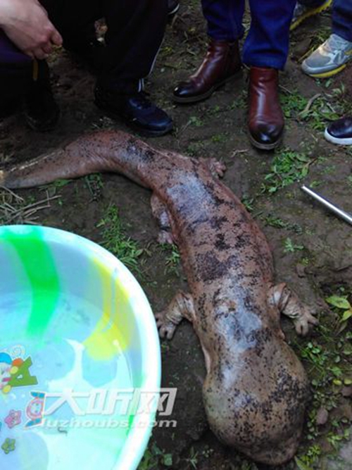 上岸晒太阳引围观&nbsp;泸州长江边再现野生娃娃鱼(图1)