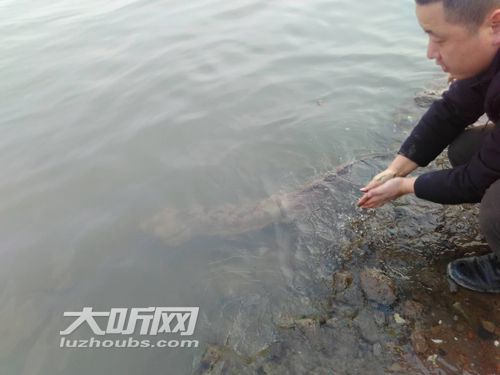 上岸晒太阳引围观&nbsp;泸州长江边再现野生娃娃鱼(图2)