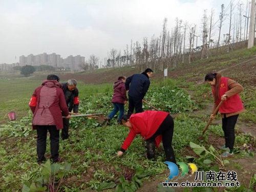 龙马潭区红星街道：清理“小菜园”美化大环境(图1)