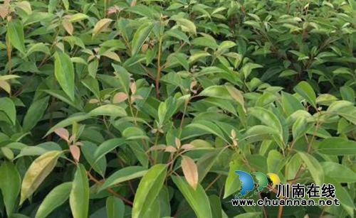 宜宾：定做就业培训菜单&nbsp;农民工情牵油樟林(图3)