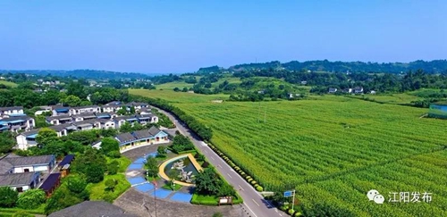 全市唯一！江阳获评全省“三农”工作先进县(图4)