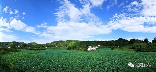 全市唯一！江阳获评全省“三农”工作先进县(图7)