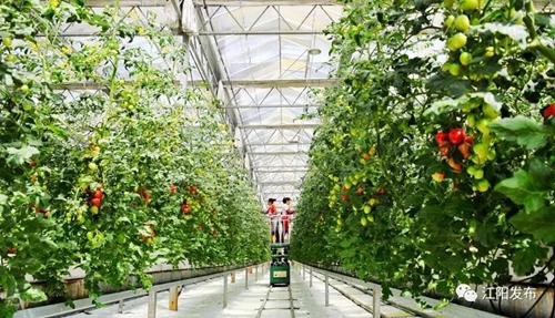 全市唯一！江阳获评全省“三农”工作先进县(图9)