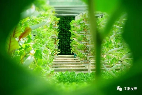 全市唯一！江阳获评全省“三农”工作先进县(图10)