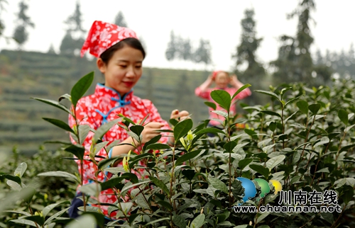 北疆飘雪寒&nbsp;泸州纳溪新茶迎春(图1)