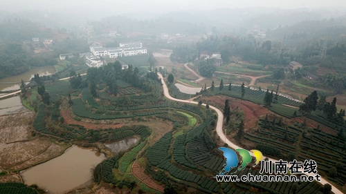 北疆飘雪寒&nbsp;泸州纳溪新茶迎春(图2)