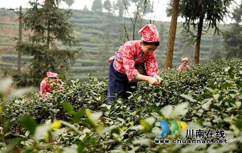 北疆飘雪寒&nbsp;泸州纳溪新茶迎春(图4)