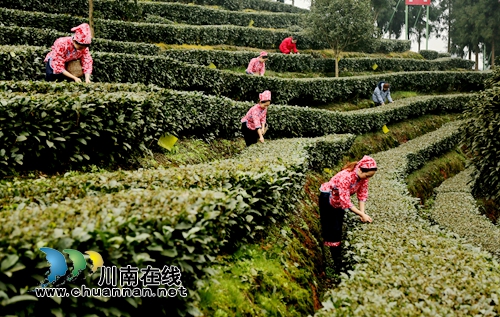 北疆飘雪寒&nbsp;泸州纳溪新茶迎春(图3)