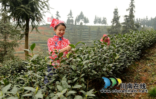 北疆飘雪寒&nbsp;泸州纳溪新茶迎春(图5)