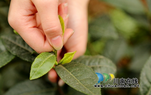 北疆飘雪寒&nbsp;泸州纳溪新茶迎春(图6)