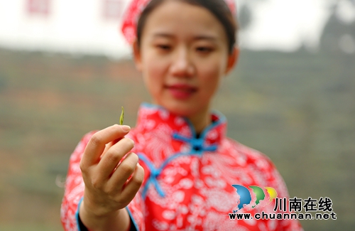北疆飘雪寒&nbsp;泸州纳溪新茶迎春(图8)
