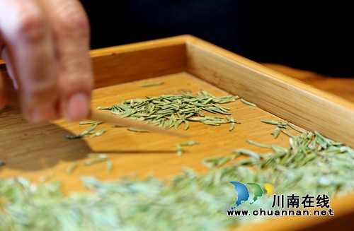 北疆飘雪寒&nbsp;泸州纳溪新茶迎春(图9)