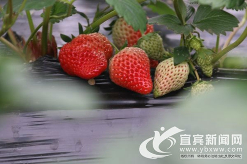 宜宾江安80后美女返乡创业&nbsp;靠“红颜”致富(图1)