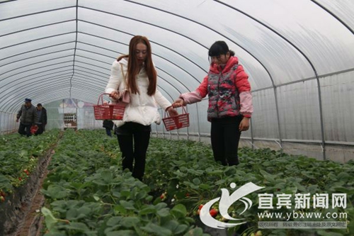 宜宾江安80后美女返乡创业&nbsp;靠“红颜”致富(图2)