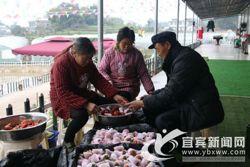 宜宾江安80后美女返乡创业&nbsp;靠“红颜”致富(图3)