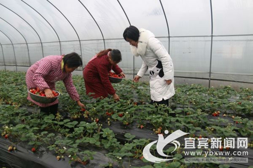 宜宾江安80后美女返乡创业&nbsp;靠“红颜”致富(图4)