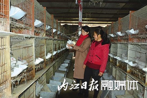 内江返乡创客养兔年收40万&nbsp;服务惠及两个村(图2)