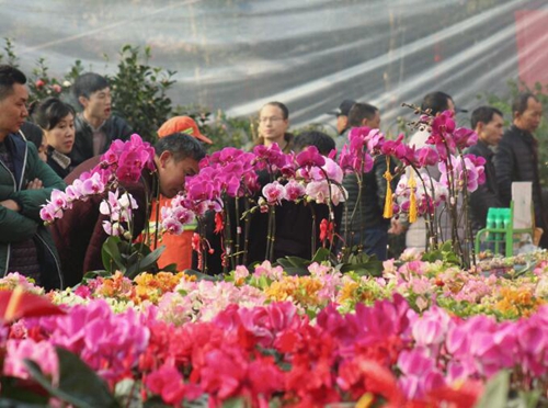 逛花市&nbsp;宜宾首届花卉园艺暨迎春花市开幕(图2)
