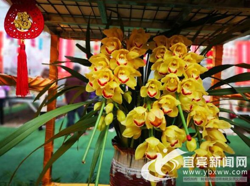 逛花市&nbsp;宜宾首届花卉园艺暨迎春花市开幕(图3)