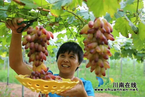 泸州龙马潭:农家备耕忙 葡萄“串”起致富梦(图1) 泸州龙马潭:农家备耕忙 葡萄“串”起致富梦(图1)