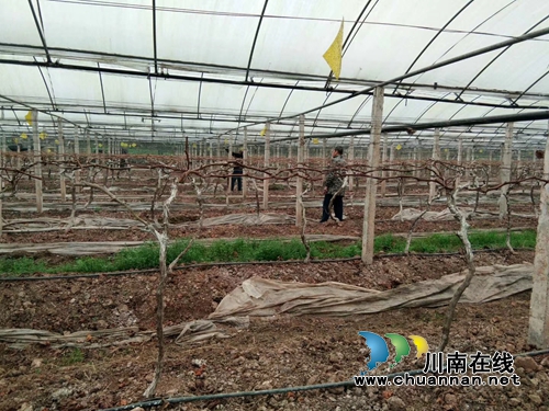 泸州龙马潭:农家备耕忙 葡萄“串”起致富梦(图2) 泸州龙马潭:农家备耕忙 葡萄“串”起致富梦(图2)