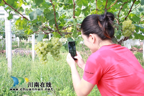 泸州龙马潭:农家备耕忙 葡萄“串”起致富梦(图4) 泸州龙马潭:农家备耕忙 葡萄“串”起致富梦(图4)