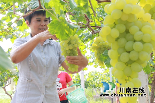 泸州龙马潭:农家备耕忙 葡萄“串”起致富梦(图5) 泸州龙马潭:农家备耕忙 葡萄“串”起致富梦(图5)