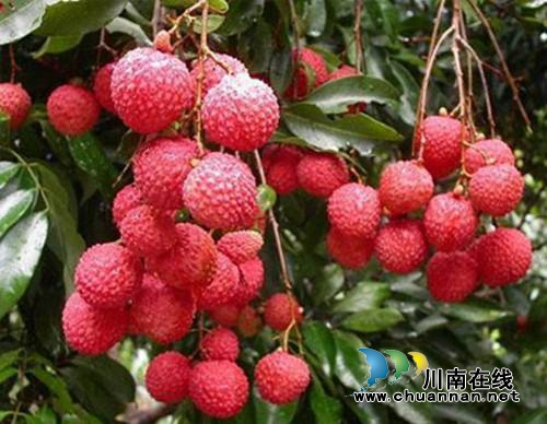 合江荔枝上榜第二批中国特色农产品优势区(图1)