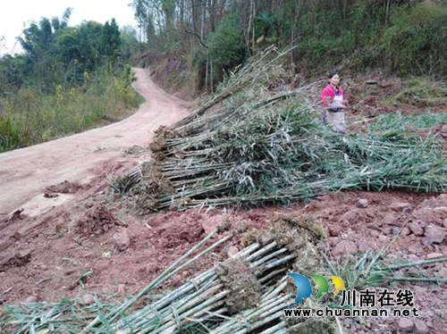 宜宾留宾乡：多措并举&nbsp;加快竹产业发展(图2)