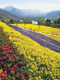 春节旅游总收入580.42亿&nbsp;四川旅游为啥这么火(图2)